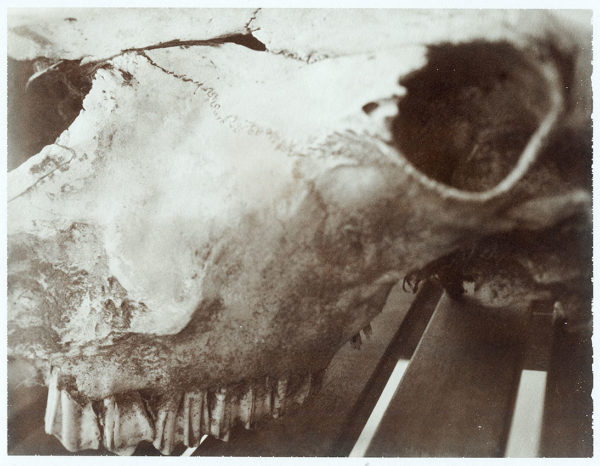 Cow Skull - Original Polaroid