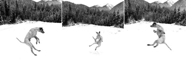 Suttree Snow Jumper Triptych - 8x8