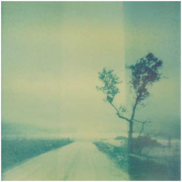 Kansas Tree