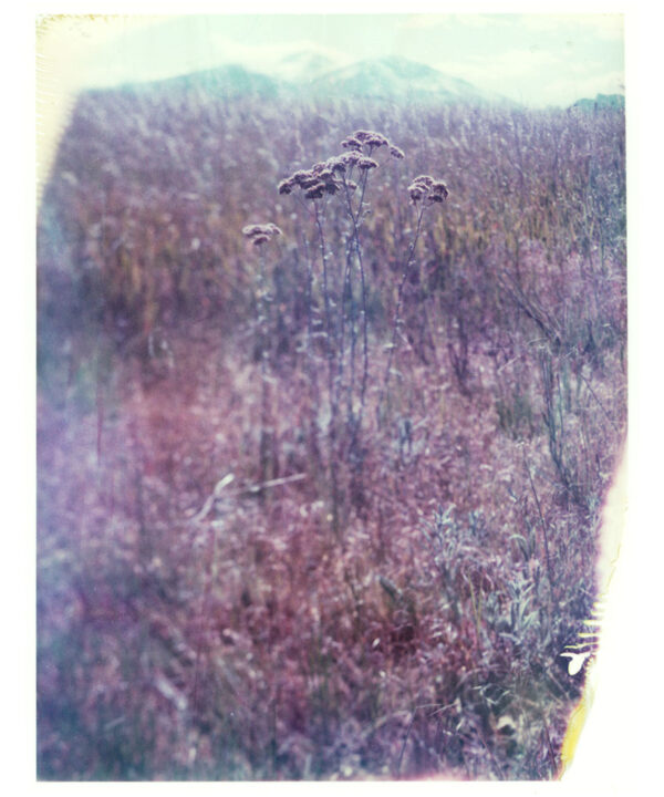 Stevensville - Framed