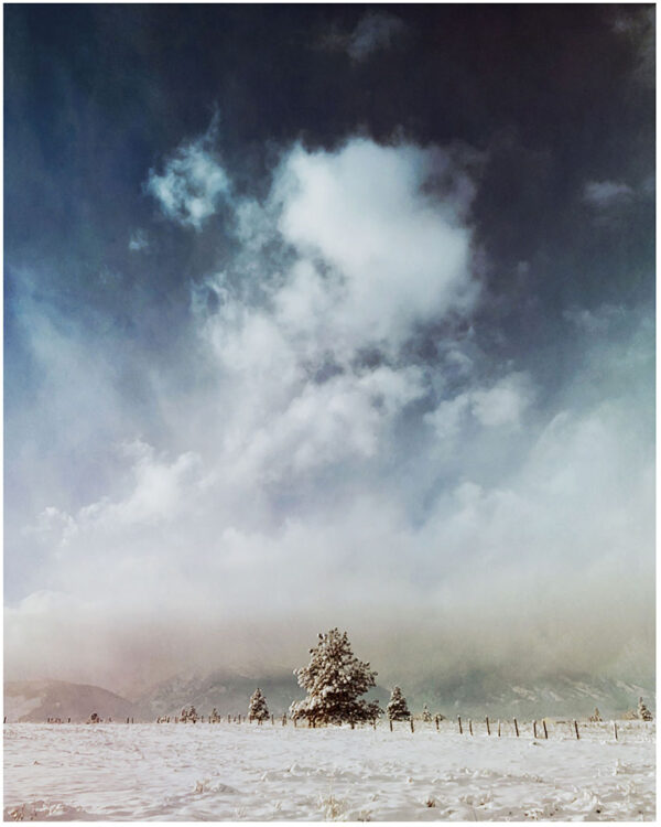 Winter Tree - Framed