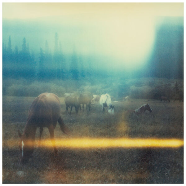 Wild Horses