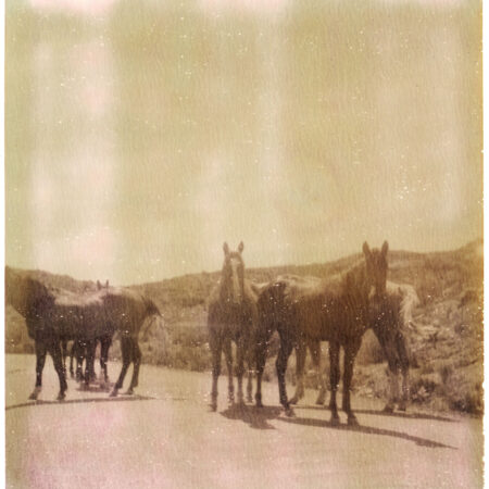 Wild Horses - Framed Set