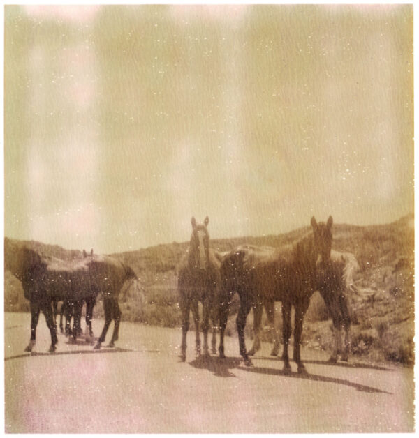 Wild Horses - Framed Set