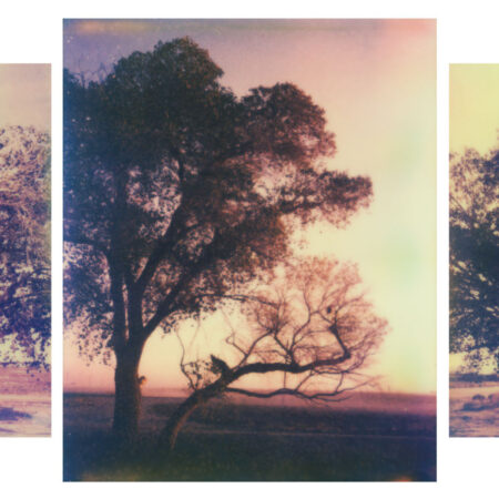 Bees Beneath the Trees - Framed Print Set