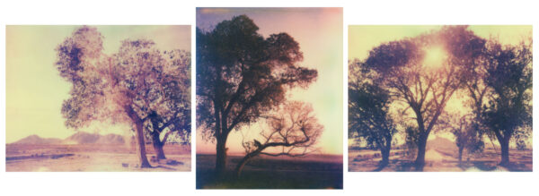 Bees Beneath the Trees - Framed Print Set