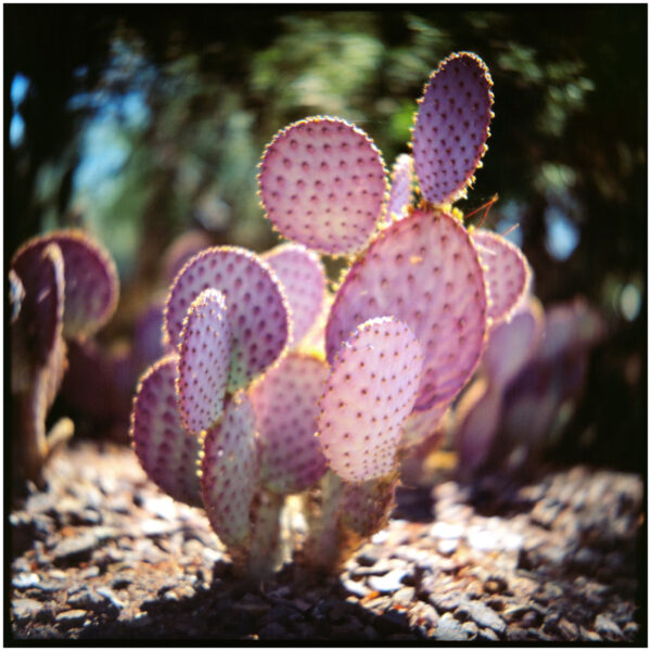 Purple Cactus Print Set