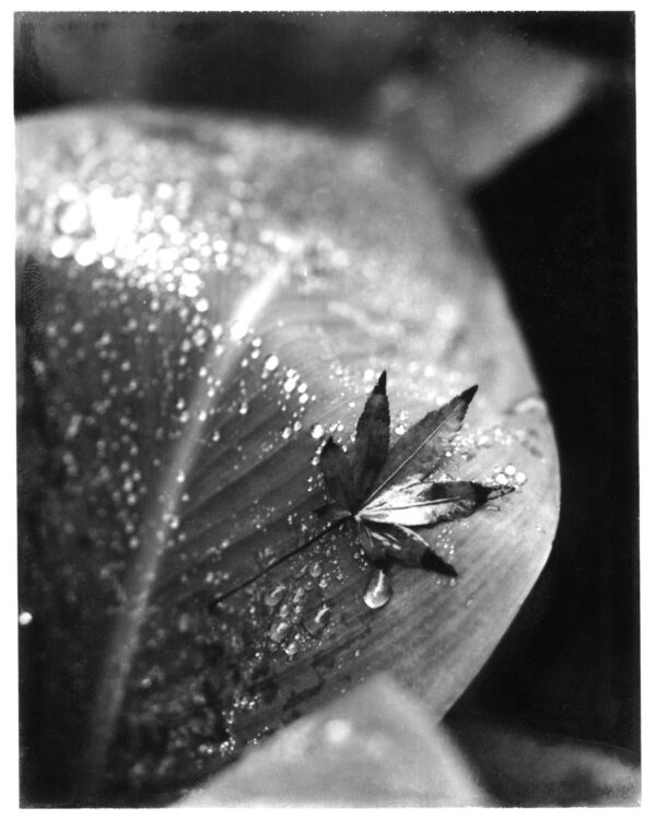 Rainy Leaves Set - Framed