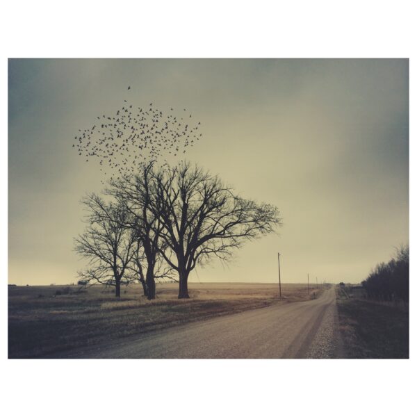 Emporia Starlings - Framed