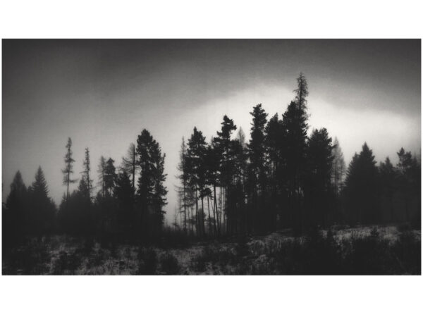 Lolo National Forest Panoramic - Framed