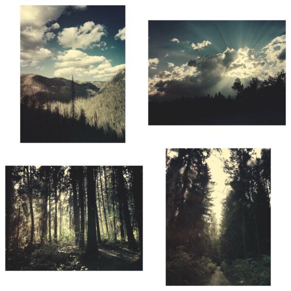Through the Woods Print Set