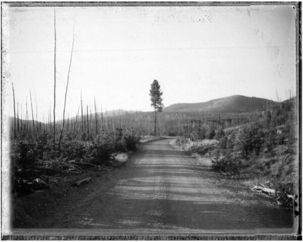 Seeley Tree