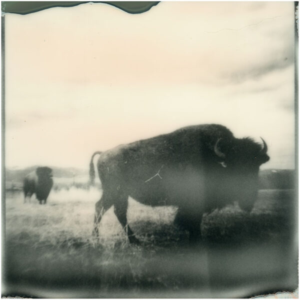 Missoula Bison - Ltd. Ed. Print - Framed