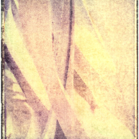 Aloe Polaroid Transfer