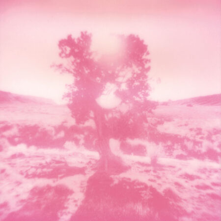 Caineville Tree - Original Polaroid