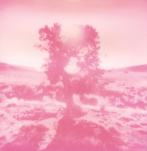 Caineville Tree - Original Polaroid