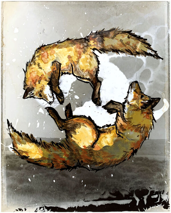Two Foxes