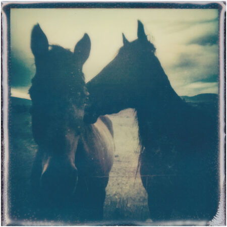 Horses - Ltd. Ed. Print