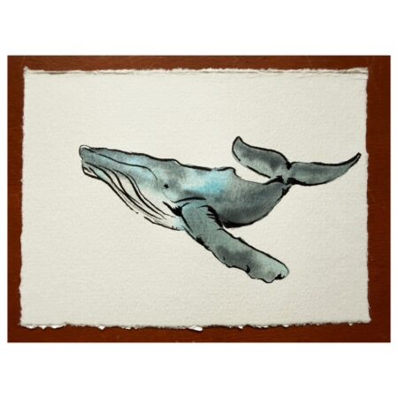 Humpback Whale